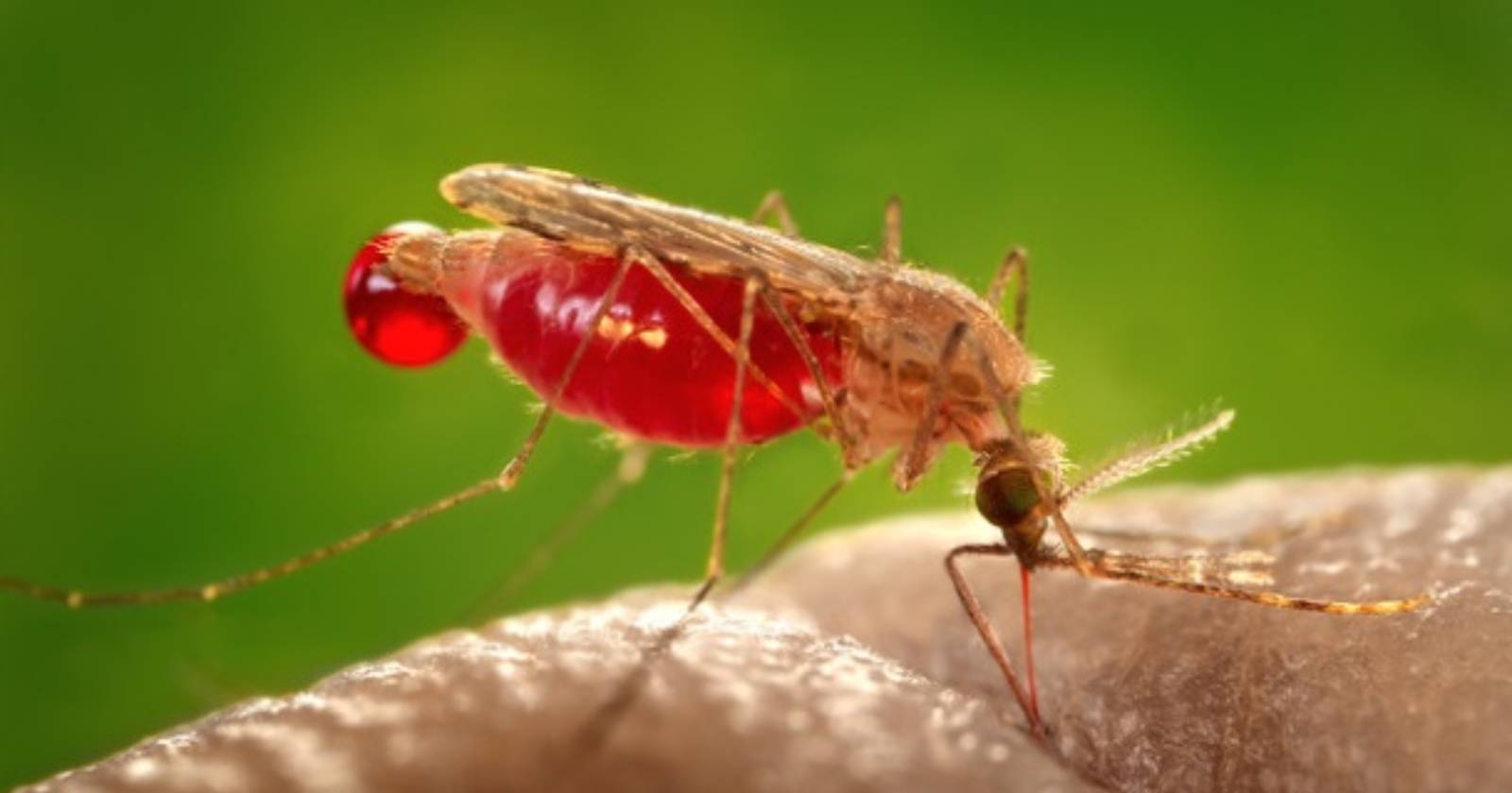 OMS malaria