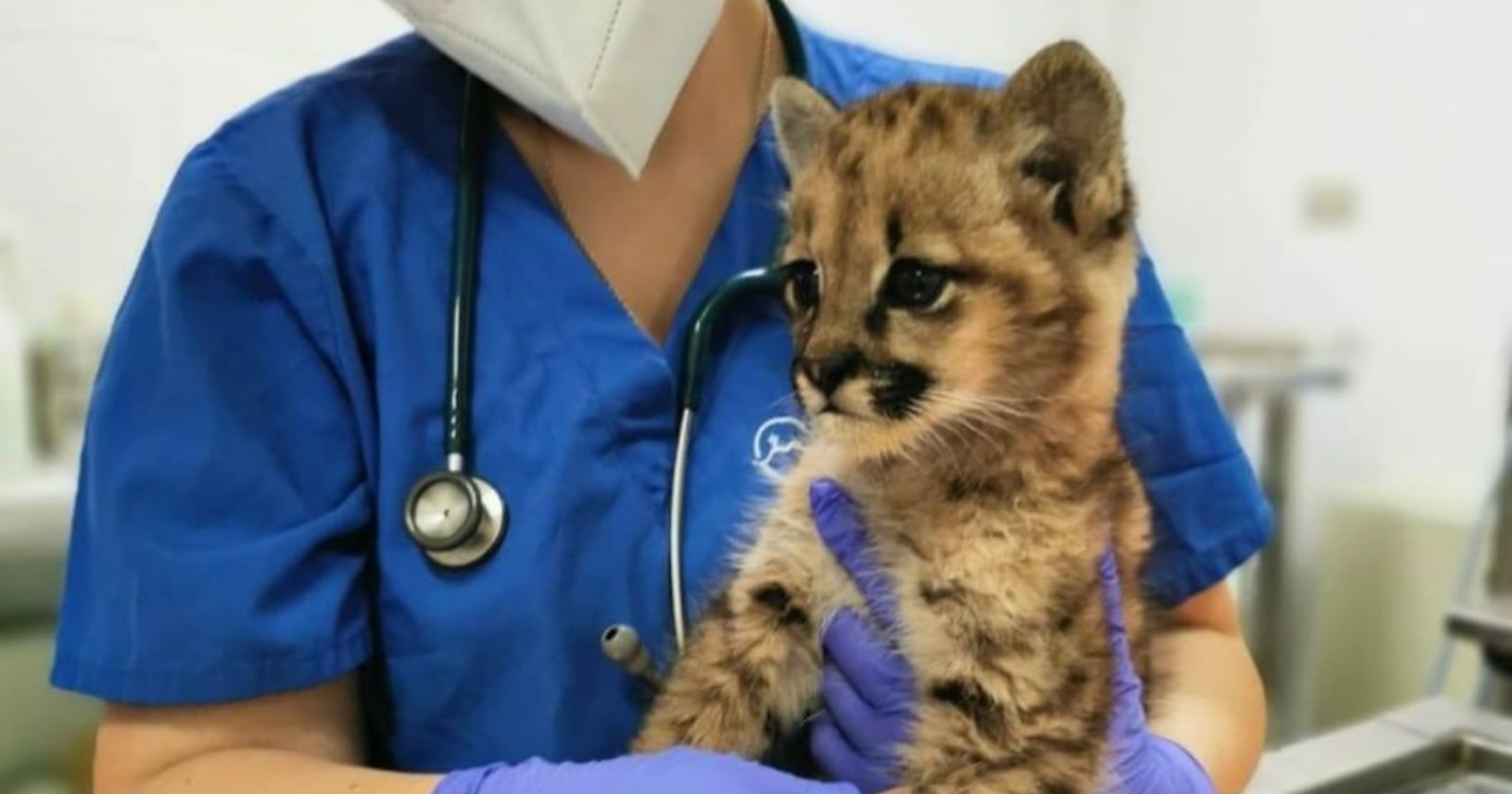puma cachorro