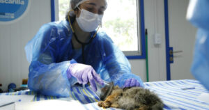 SAG denuncia nuevo caso de intento de mascotización de una especie protegida