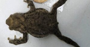 SAG explica cómo pudo ingresar a Chile encomienda china que contenía un sapo vivo