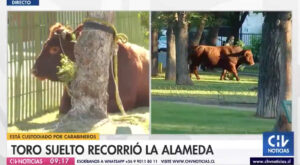 El insólito caso del toro que deambuló por Estación Central