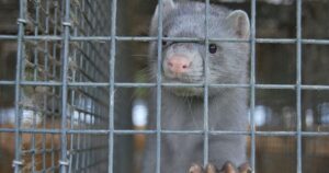 Por qué están sacrificando a los visones por la pandemia del coronavirus