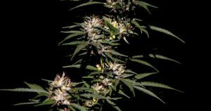 EEUU: votan a favor de la legalización federal de la marihuana