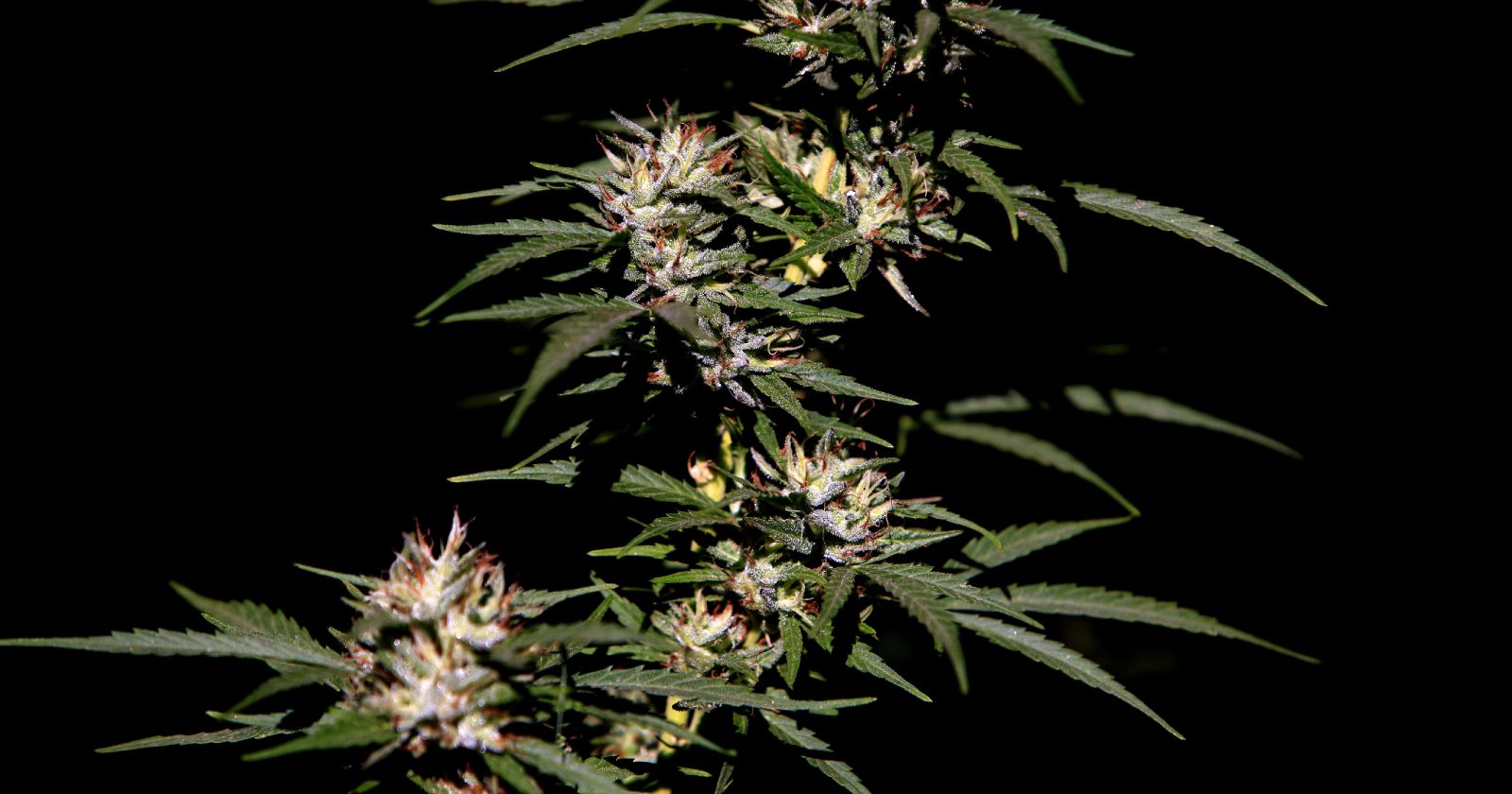 marihuana