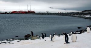 Autoridades de Magallanes investigan cómo llegó el coronavirus a la Antártica