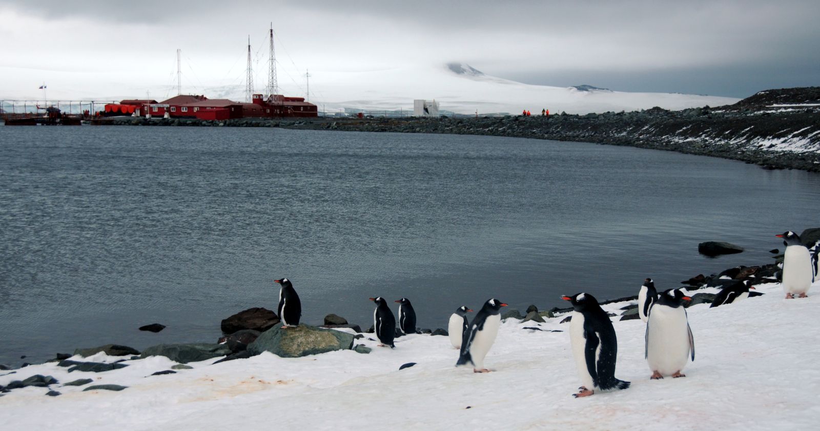 seremi antártica coronavirus
