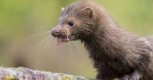 Visón americano es el primer animal salvaje en dar positivo por coronavirus
