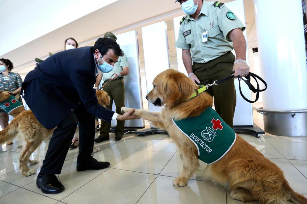 Brigada Canina Covid