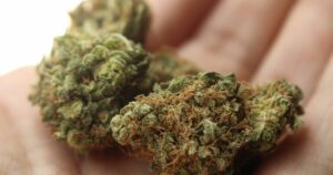 ONU reconoce oficialmente las propiedades medicinales de la marihuana y la quita de la lista de drogas peligrosas 