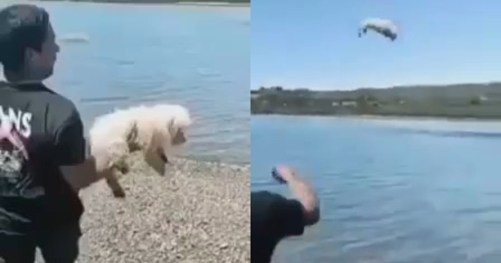 PDI hombre perro mar