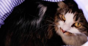 Master Cat presenta querella criminal por eventual adulteración de sus alimentos 