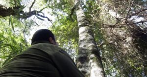 Suprema confirmó fallo que prohíbe sustituir bosques nativos por plantaciones agrícolas