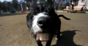 Luna y Covid: los nombres de perros y gatos que marcaron el Registro Nacional de Mascotas