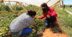 Ministra de Agricultura por crisis en O'Higgins y Maule: 