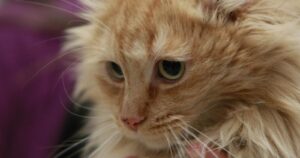 SAG visitará planta de Master Cat tras denuncias por alimento de gatos
