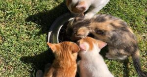 SAG investigará denuncias por comida para gatos que dañaría la salud de los animales