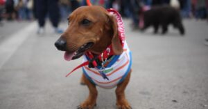 Rusia registra la primera vacuna contra el COVID-19 para animales