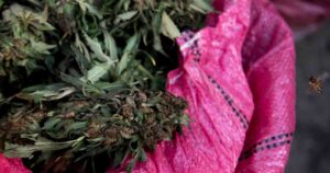 Estado de Nueva York legaliza la marihuana recreativa