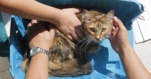 Alerta por conocida marca de alimentos para gatos