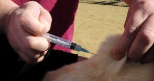 Calama: investigan a veterinarios que habrían inoculado a 100 personas con vacunas para perros