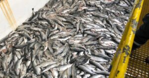 Salmones Camanchaca culmina retiro de peces muertos por bloom de algas