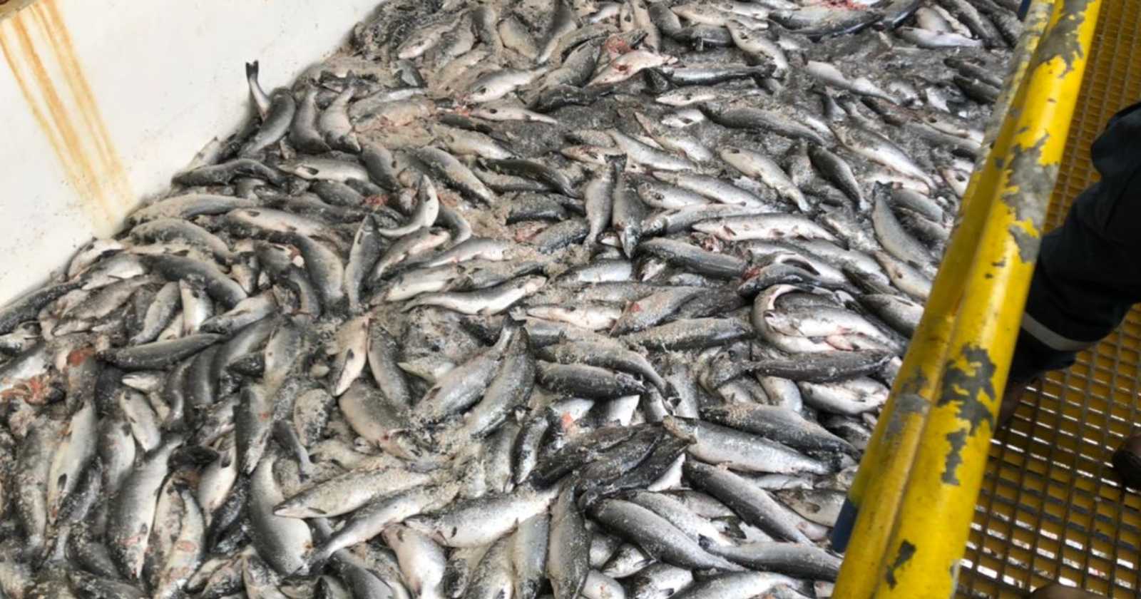 SMA peces Talcahuano