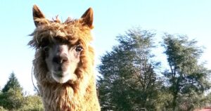 Descubren anticuerpos para COVID-19 y sus variantes en alpacas