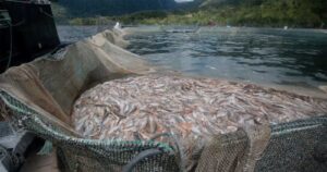 Investigan a Salmones Camanchaca por supuesto vertimiento de peces muertos al océano