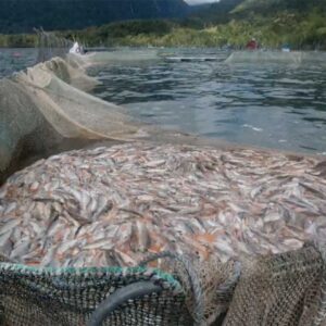 salmones muertos