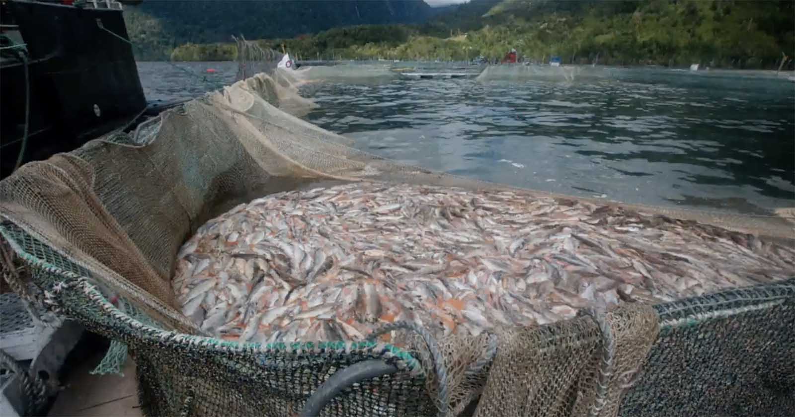 salmones muertos