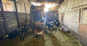 Desbaratan matadero clandestino en La Pintana: faenaban patos, cabras y ovejas