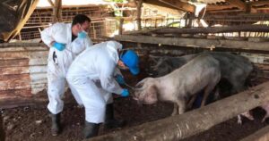 Universidad de Chile gana fondo internacional para investigar virus de la influenza