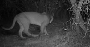Conaf realiza inédito hallazgo de un puma en la Reserva Nacional Lago Peñuelas