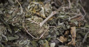 Intendencia de La Araucanía se querella contra 49 comuneros mapuche por tráfico de drogas