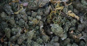 Corte Suprema de México despenaliza el uso recreativo de la marihuana  