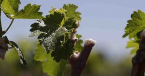 Viña Concha y Toro alcanzó el 92% de las metas establecidas en su Estrategia de Sustentabilidad