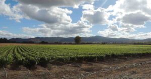 Viña Concha y Toro firma alianza de codesarrollo con Myconativa