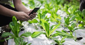 Convocatoria repartirá $4 mil millones para apoyar soluciones de innovación en el agro