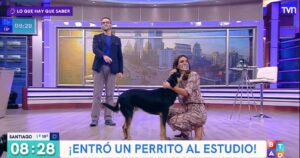 VIDEO - Perro callejero irrumpió la emisión del Buenos Días A Todos