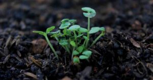 Recolectan semillas y frutos nativos para reforestar la Reserva Nacional Nonguén con más de 40 mil árboles