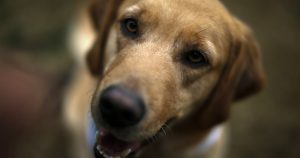 Lanzan primera encuesta nacional sobre cuidado y salud de mascotas