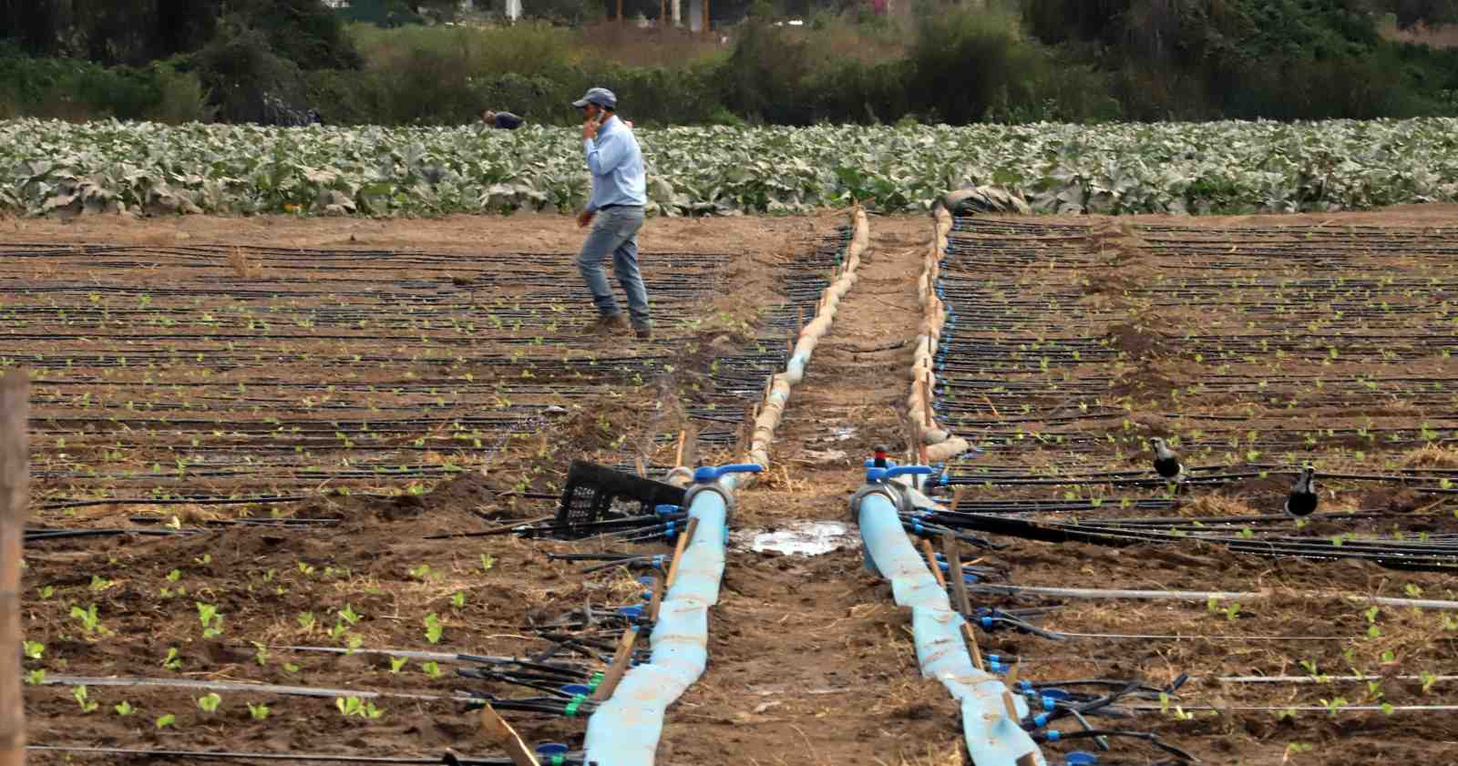 emergencia agrícola regiones