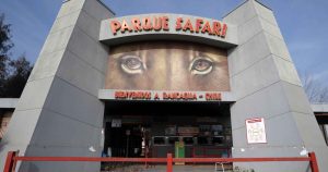 Senador Girardi y muerte en Parque Safari: 