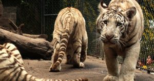 Cuidadora del Parque Safari de Rancagua murió tras quedar atrapada en jaula del tigre