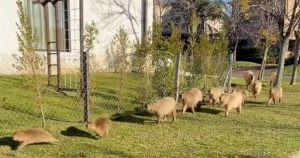 Invasión de carpinchos preocupa a los habitantes de Buenos Aires