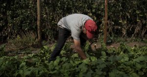 Gobierno analiza visa temporal para extranjeros ante falta de trabajadores agrícolas