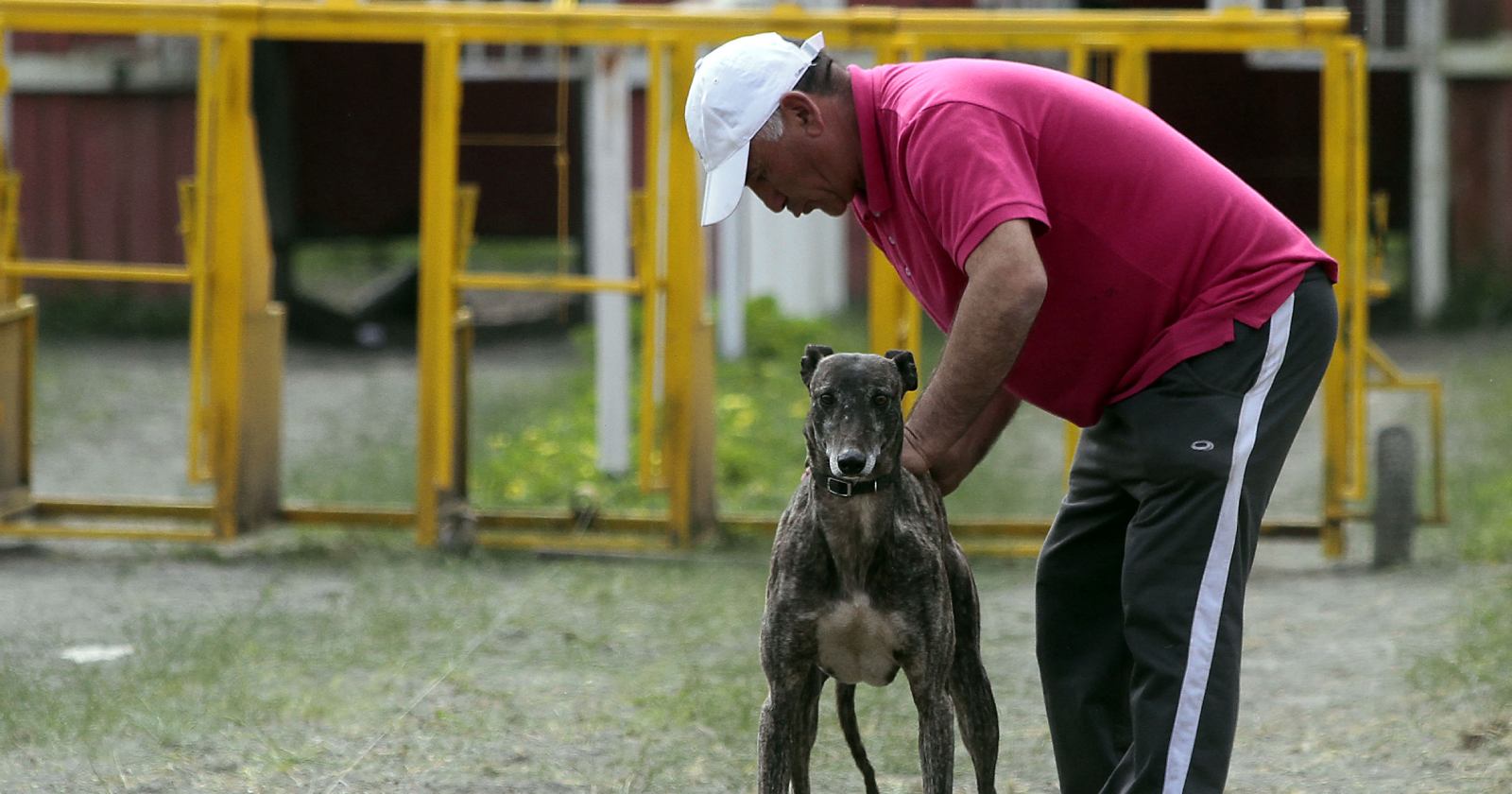proyecto carrera galgos