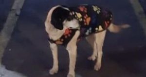 La travesía de Perejil: perro de Copiapó aparece comiendo pastel de choclo en La Serena