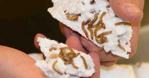 Kriket: Start Up convierte poliestireno expandido en alimento utilizando larvas