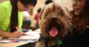 Diputado RN presenta proyecto para dar día libre a trabajador por muerte de mascota